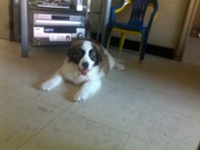 honden foto honden foto van morgane