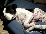 honden foto van marietje