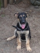 honden foto van marieke