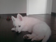 honden foto honden foto van vincenzo