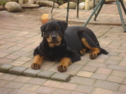 honden foto van José