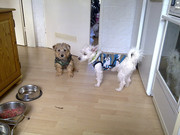 honden foto van Ryanne