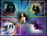 honden foto van Nelly