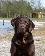 honden foto van Wilbert
