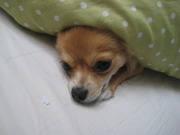 honden foto honden foto van Sisi <3