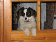 honden foto van Wendy  & Jipsy