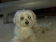 honden foto honden foto van beke