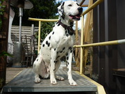 honden foto van Monia x Darco x Nina