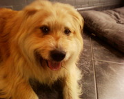 honden foto van vincent