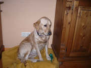 honden foto van Sandra