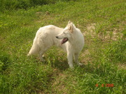 honden foto van steven