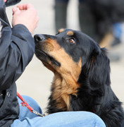 honden foto van Rik Koopman