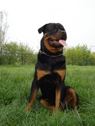 honden foto honden foto van Roxana en Djero