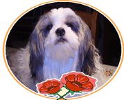 honden foto van Heidy Velings