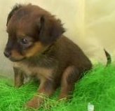 honden foto van Jessica