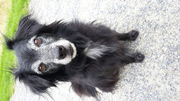 honden foto van pinomail
