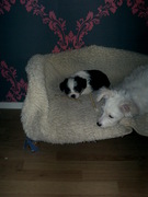 honden foto van marijke  