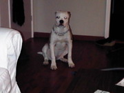 honden foto van Nick