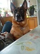 honden foto van Melanie,Brenda en Loekie!