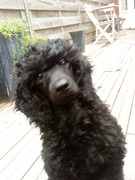 honden foto van Anke 