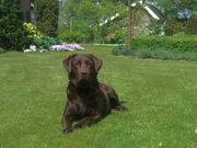 honden foto van imke