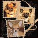 honden foto van carol
