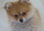 honden foto van Jessie