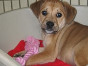 honden foto van Dixie