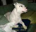 honden foto van Boogy