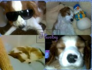 honden foto van Sharon&Steven&Flurby.