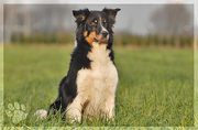 honden foto van Luna Tale