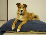 honden foto honden foto van monique