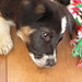 honden foto van loes
