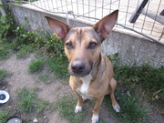 honden foto van annelyn & bo