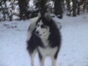 honden foto van chico