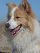 honden foto honden foto van Lieveke