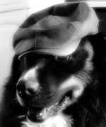 honden foto van jannesfaber