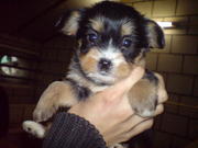 honden foto honden foto van San en lin