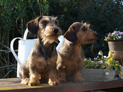 honden foto van Jowy