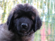 honden foto van Marijke