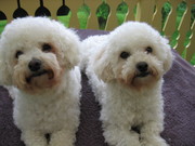 honden foto van Gon