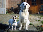 honden foto honden foto van bemelmans