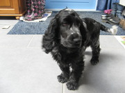 honden foto van klaziena