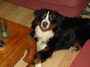 honden foto honden foto van geertje