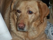 honden foto van julia