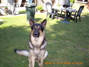 honden foto van nicole