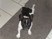 honden foto van rowena