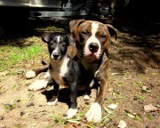 honden foto van Leidy & Rayo