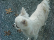 honden foto honden foto van Sanne