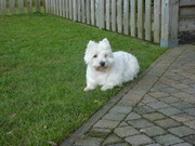 honden foto van Dorien